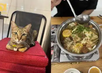 lẩu chay tiệm nhà mèo