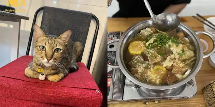 lẩu chay tiệm nhà mèo